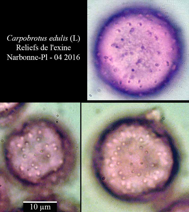 Carpobrotus edulis #44820