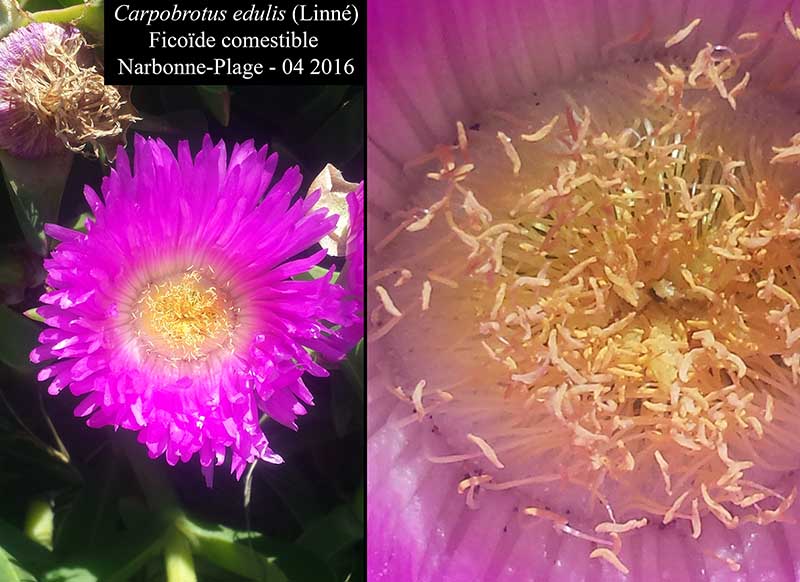 Carpobrotus edulis #44818