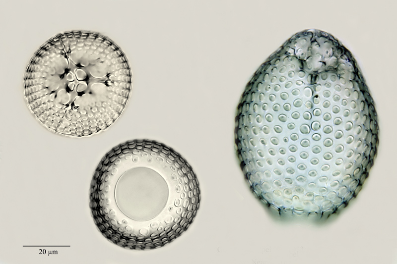 Carpocanium diadema Hckl. #21018