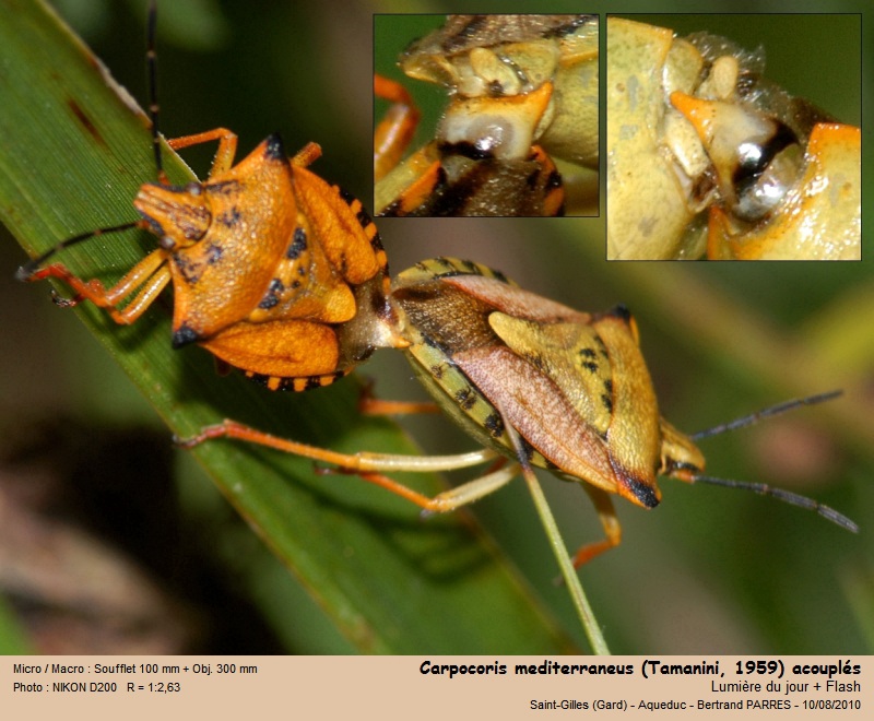 Carpocoris mediterraneus Tamanini 1959 #22355