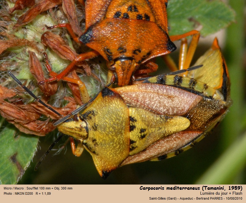 Carpocoris mediterraneus Tamanini 1959 #22354