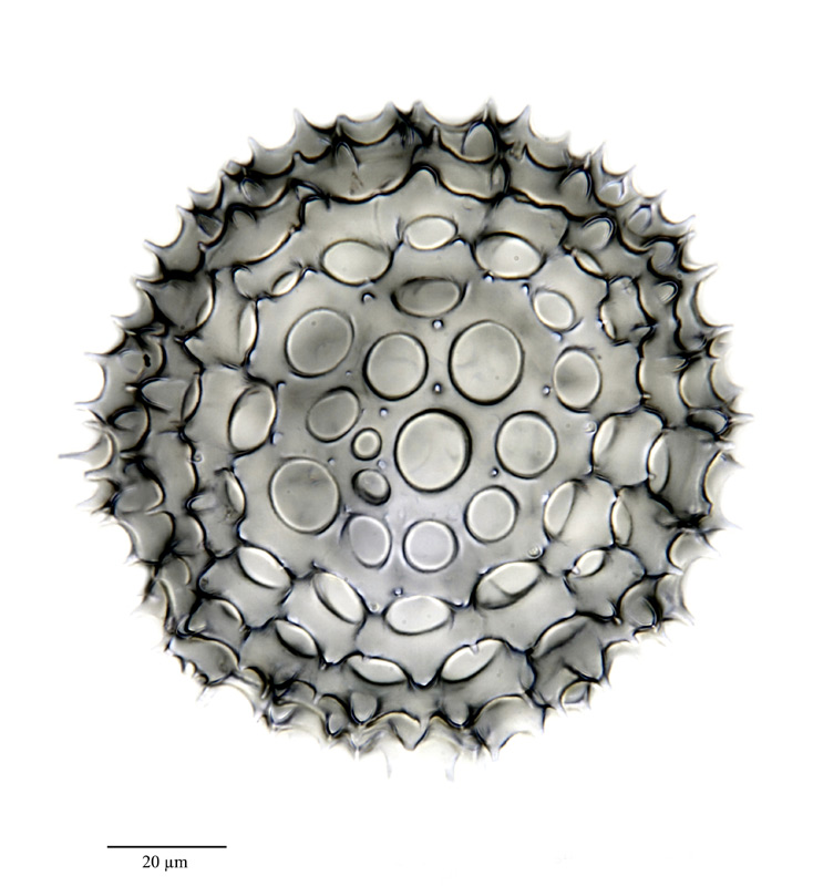 Carposphaera entactinia Haeckel 1887 #21413