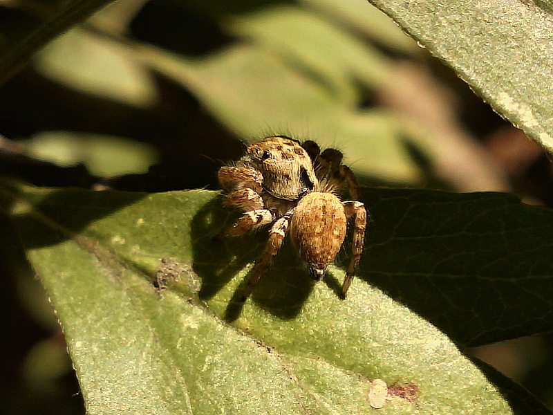 Carrhotus xanthogramma #28933