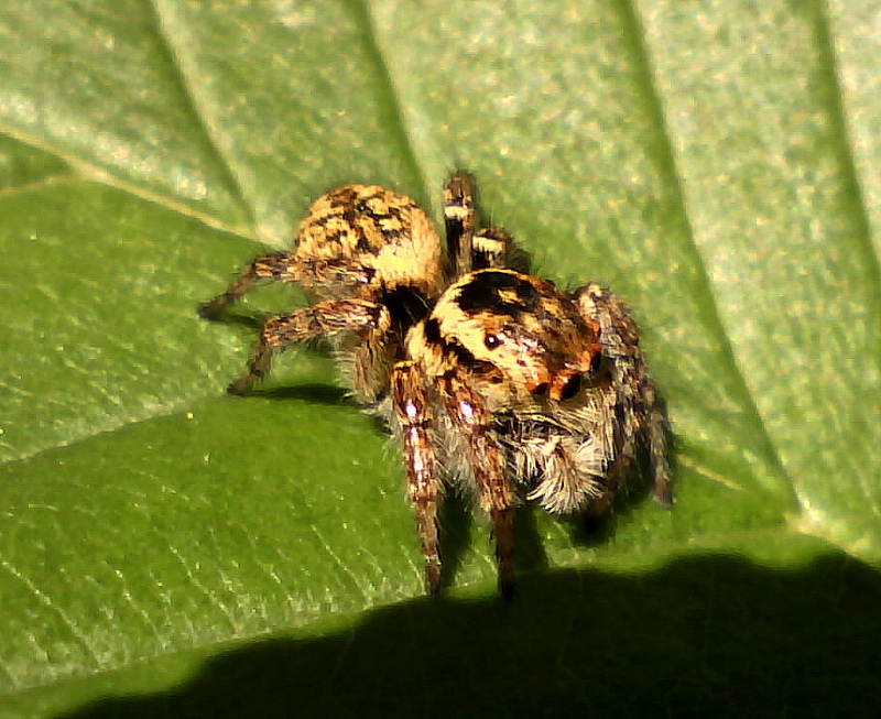 Carrhotus xanthogramma - femelle #31610