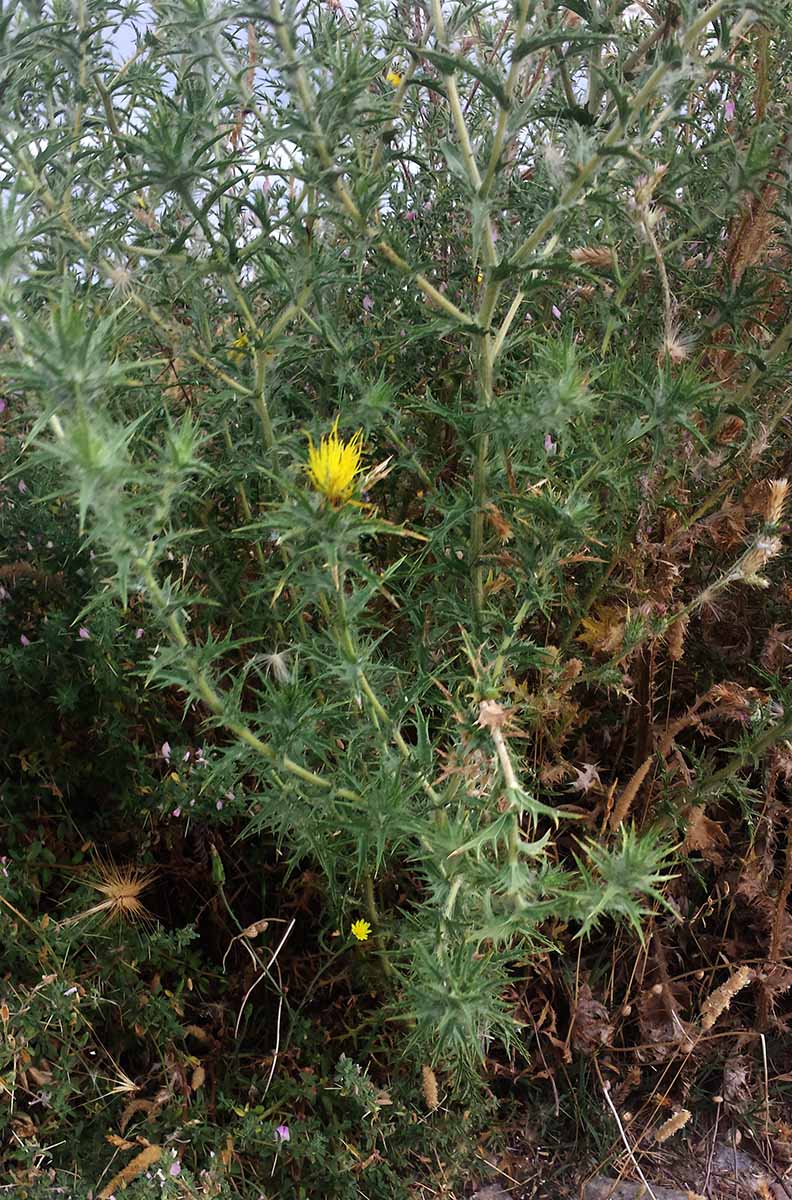 Carthamus lanatus #52112