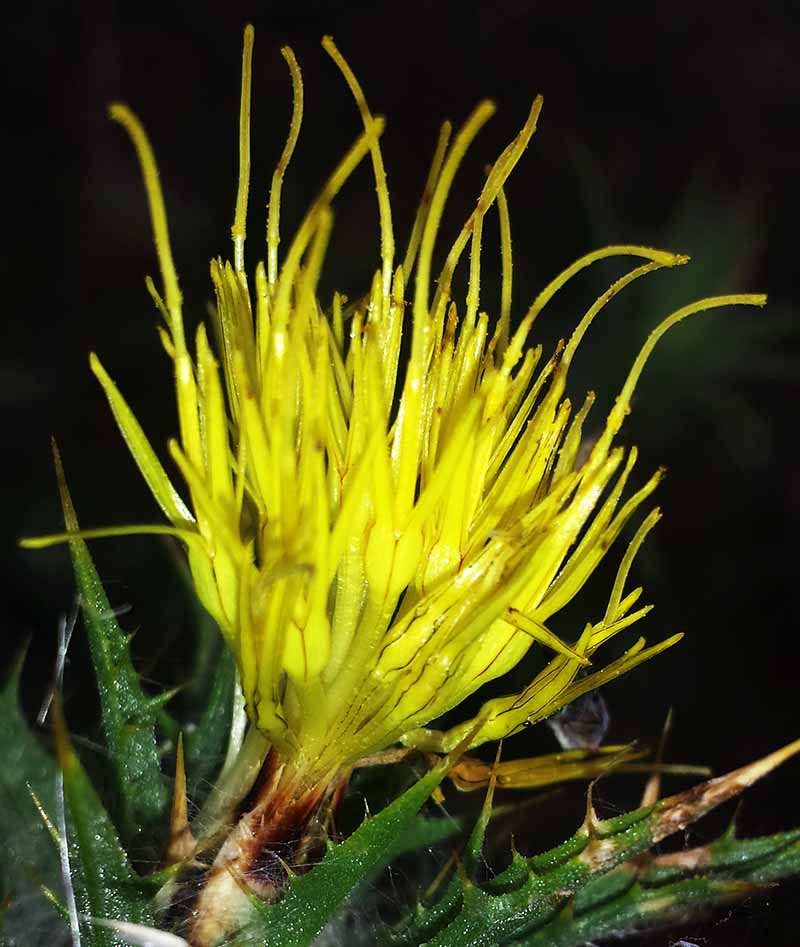 Carthamus lanatus #52115