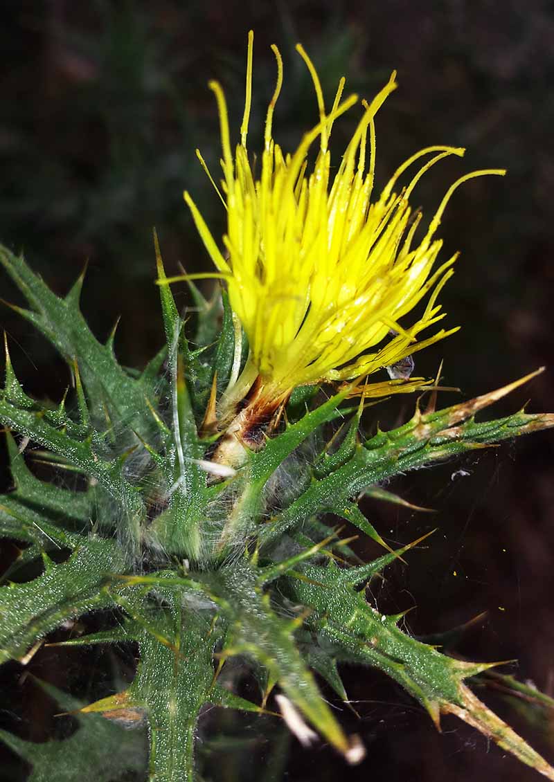 Carthamus lanatus #52114