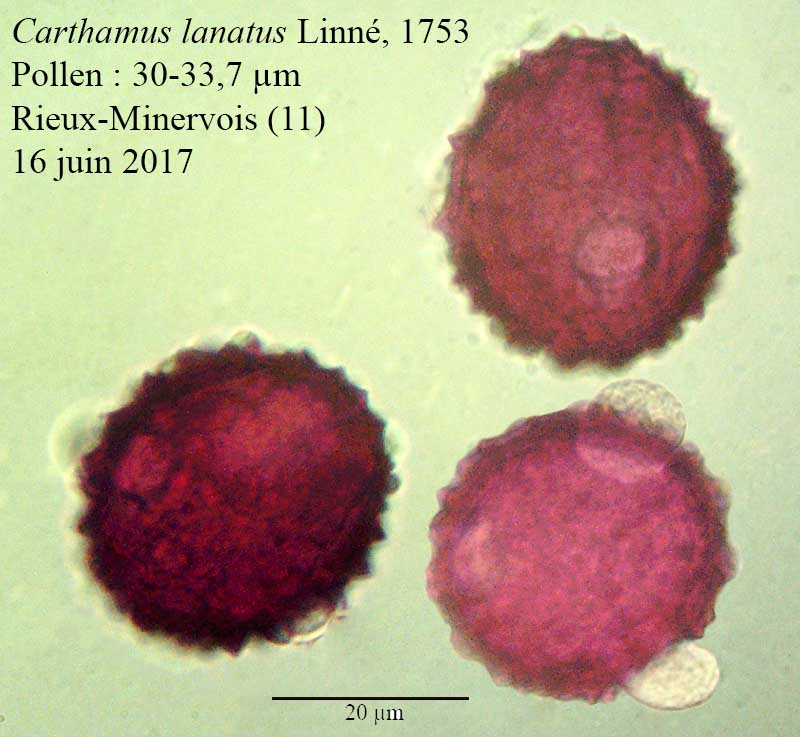 Carthamus lanatus #52118