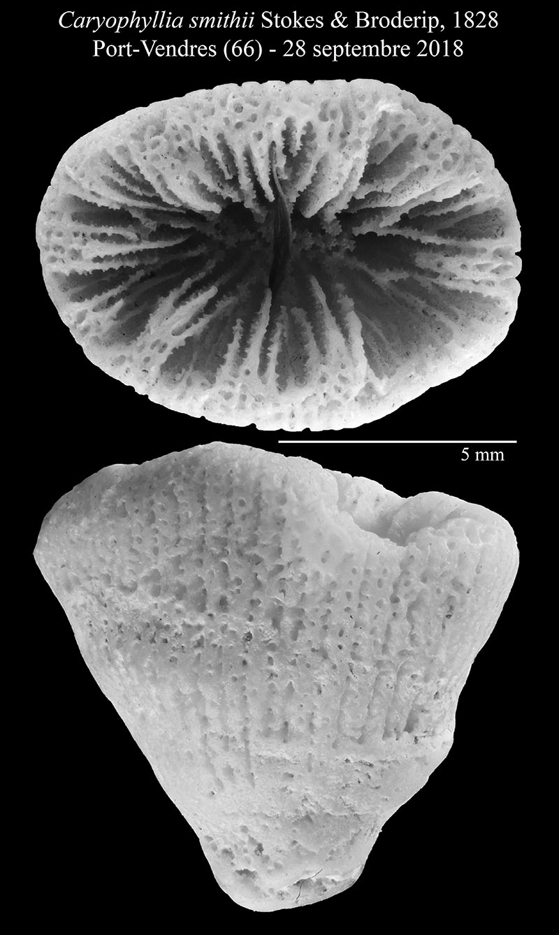 Caryophyllia smithii #56679