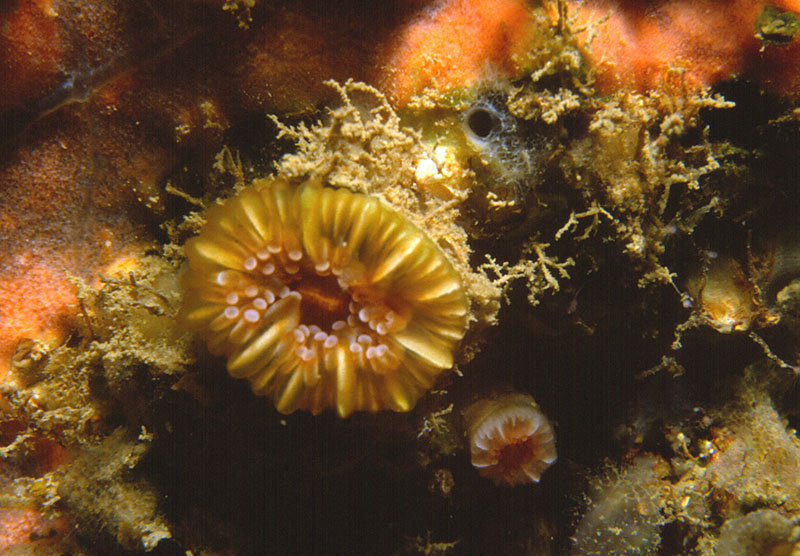 Caryophyllia smithii #56681