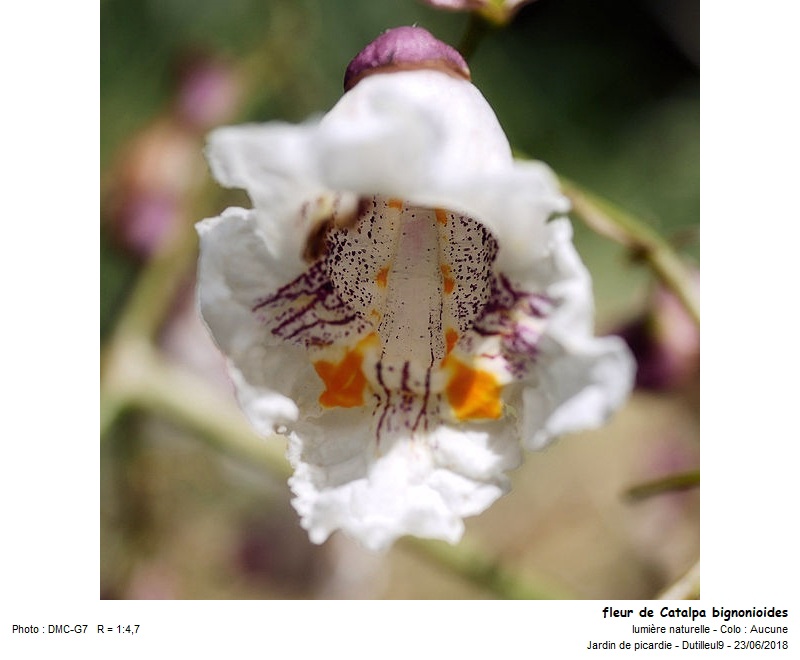 Catalpa bignionioides #55824