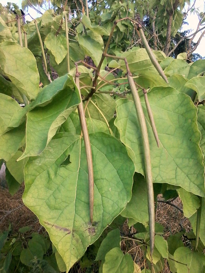 Catalpa bignionioides #55821