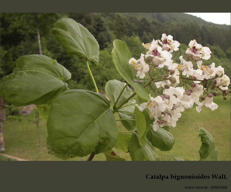 Catalpa bignonioides Walt. #20359