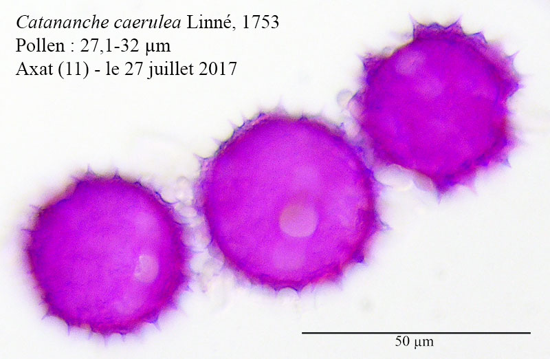 Catananche caerulea #53801