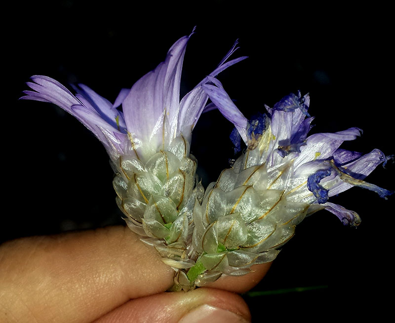 Catananche caerulea #53797