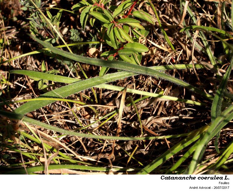 Catananche caerulea L.  (Cupidone) #52179