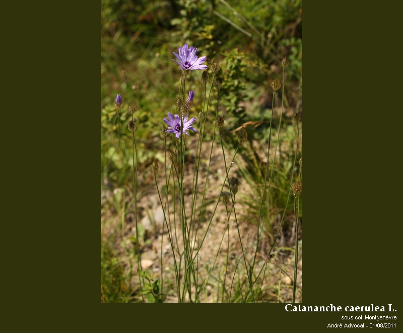 Catananche caerulea L.  (Cupidone) #23960