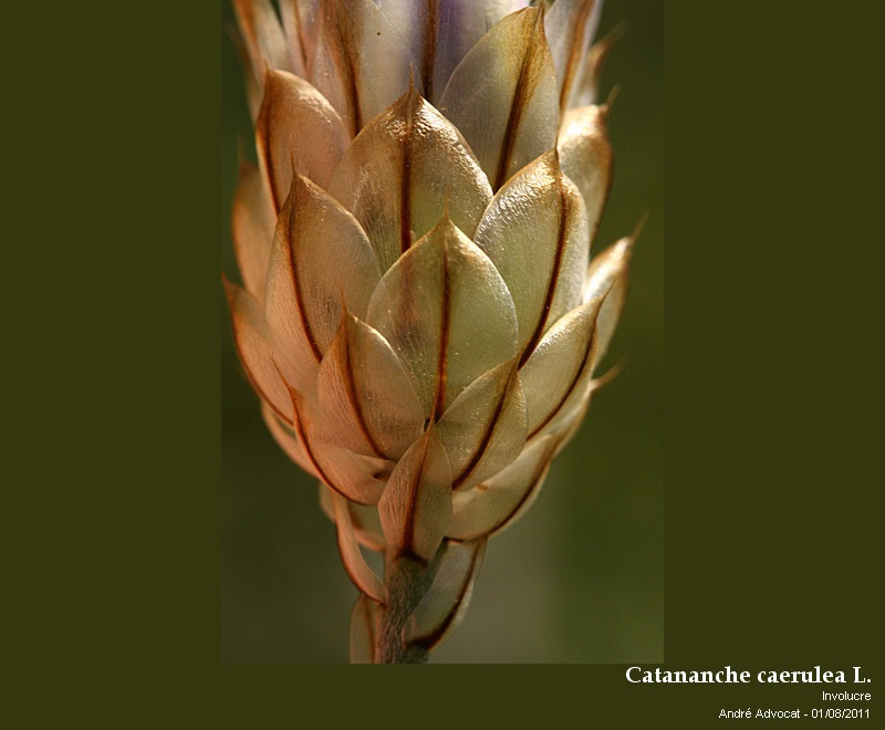 Catananche caerulea L.  (Cupidone) #23962
