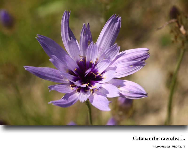 Catananche caerulea L.  (Cupidone) #23963
