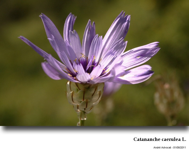 Catananche caerulea L.  (Cupidone) #23961