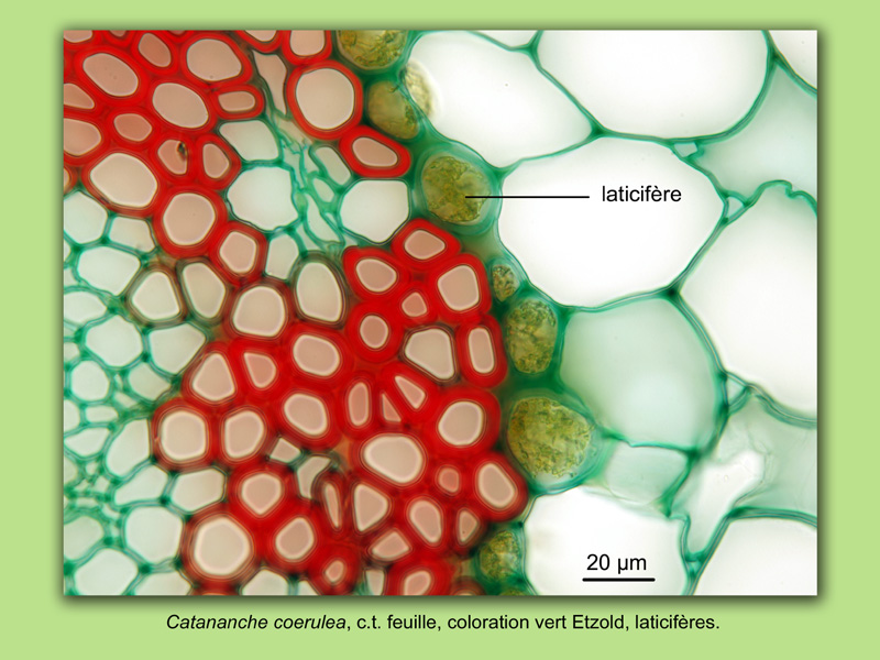 Catananche coerulea, histologie, histology #22766