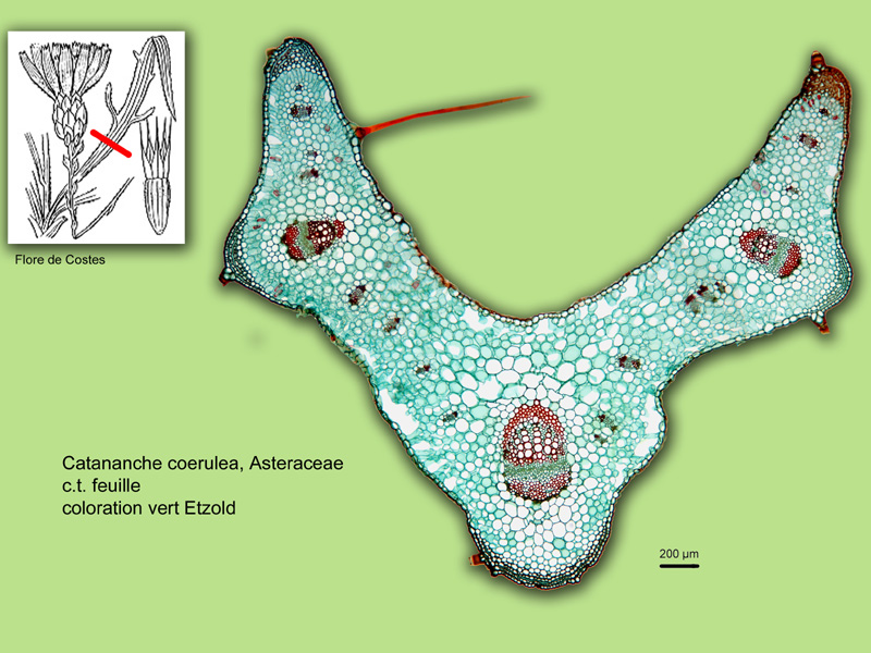 Catananche coerulea, histologie, histology #22764