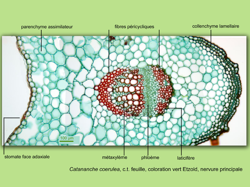 Catananche coerulea, histologie, histology #22765