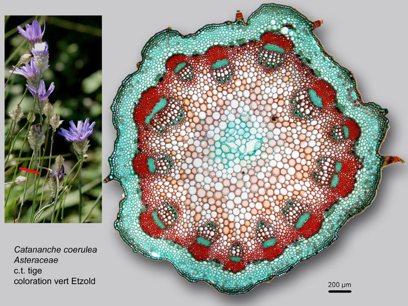 Catananche coerulea, histologie, histology #22763