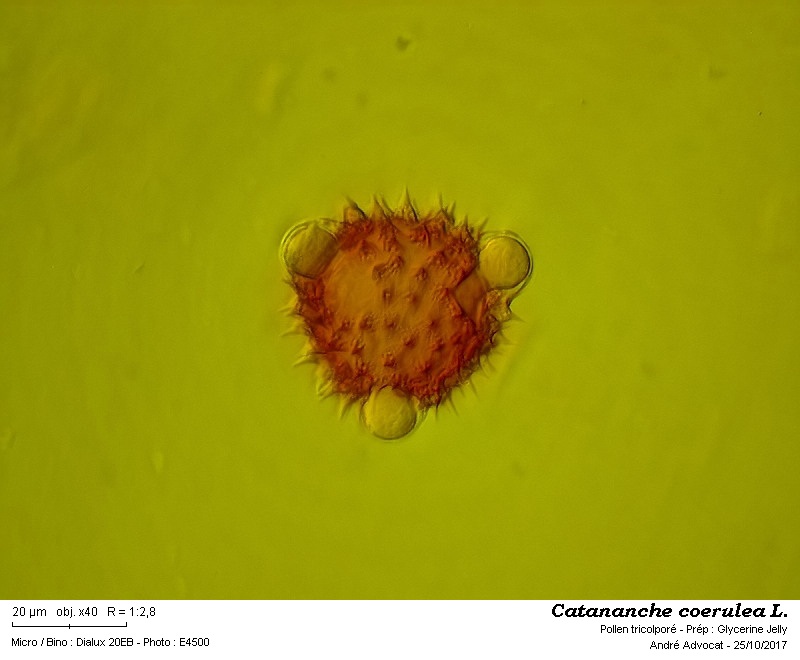 Catananche coerulea L #52181