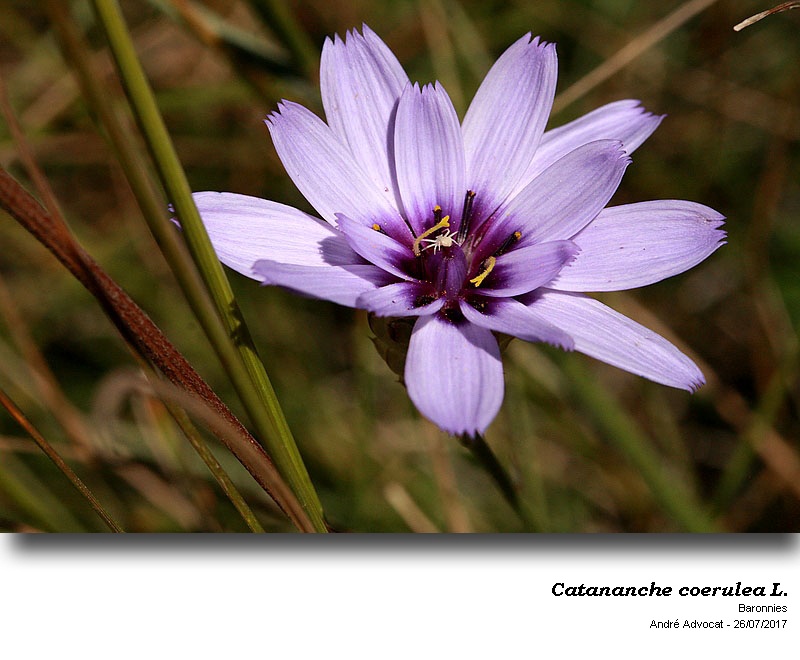 Catananche coerulea L #52180