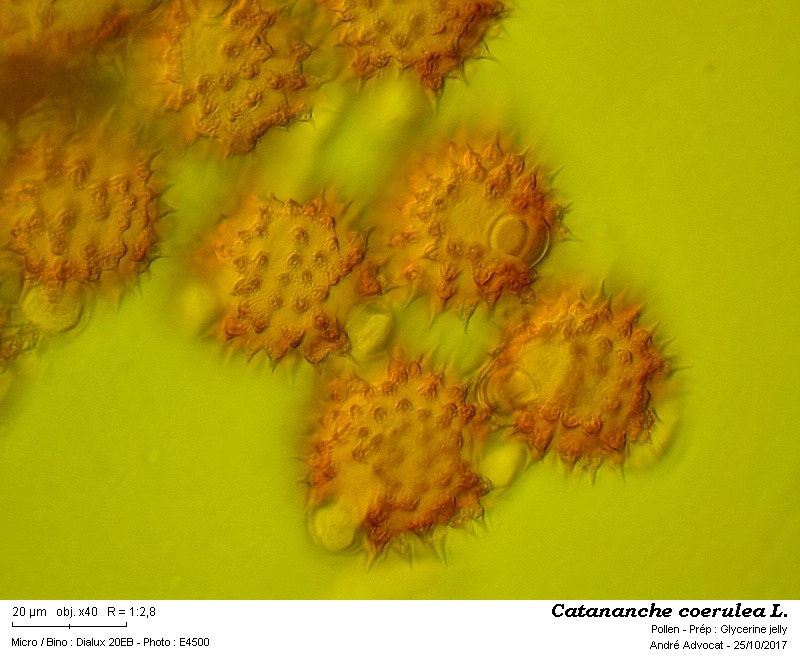 Catananche coerulea L #52183