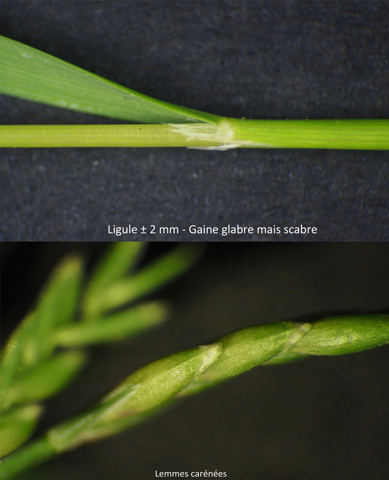 Catapodium rigidum : une petite Poacée #59988