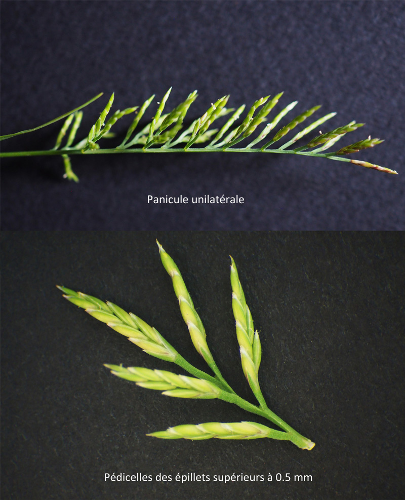 Catapodium rigidum : une petite Poacée #59989