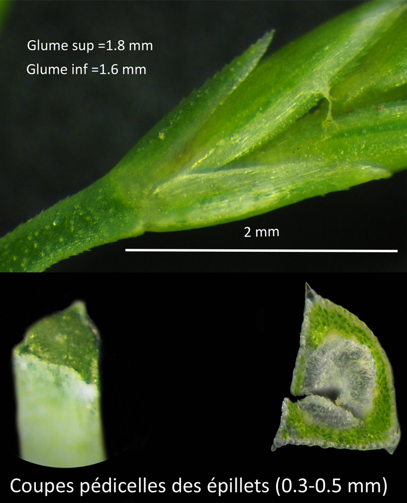 Catapodium rigidum : une petite Poacée #59983