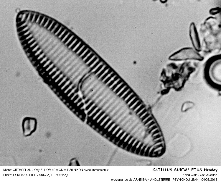 CATILLUS SIMPLETUS Hendey #45543