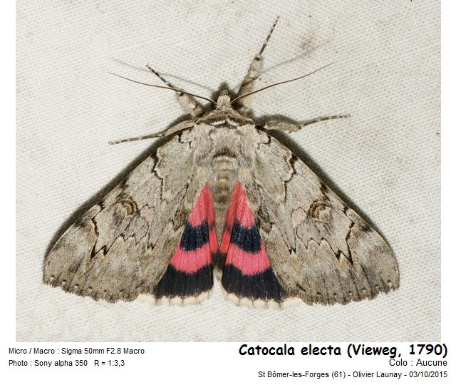 Catocala electa (Vieweg, 1790) - L Elue #43645