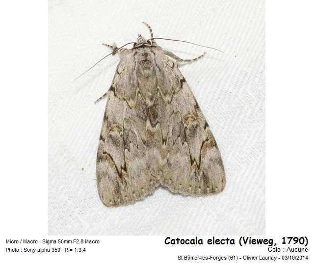 Catocala electa (Vieweg, 1790) - L Elue #43644