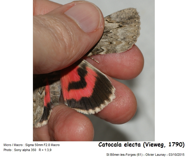 Catocala electa (Vieweg, 1790) - L Elue #43646