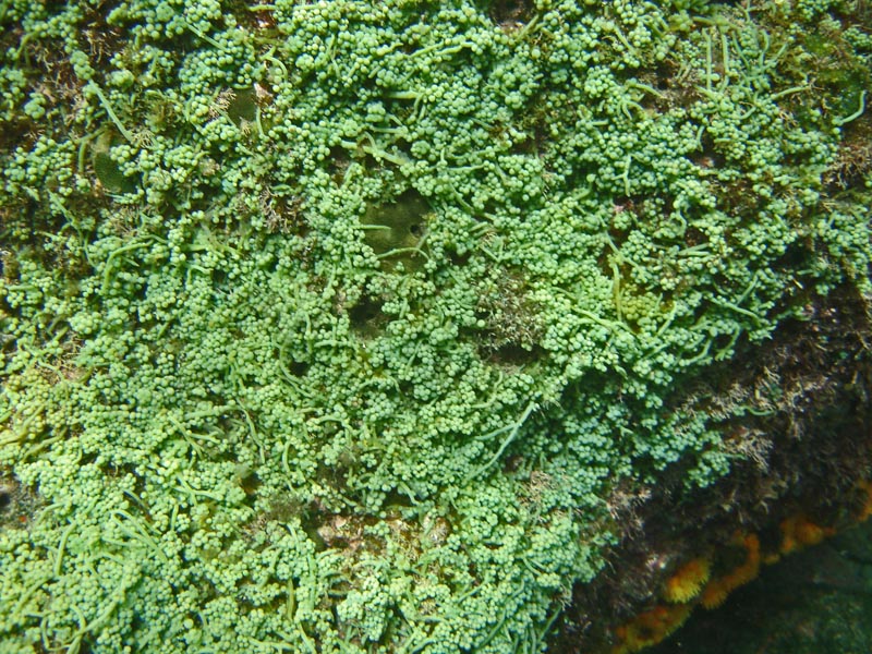 Caulerpa recemosa (Forskal) J. Agardh, Chlorophycée #41229