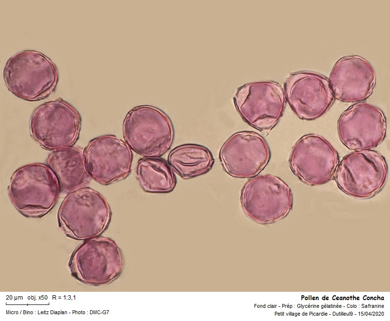 Ceanothe Concha-Lilas de Californie #63034