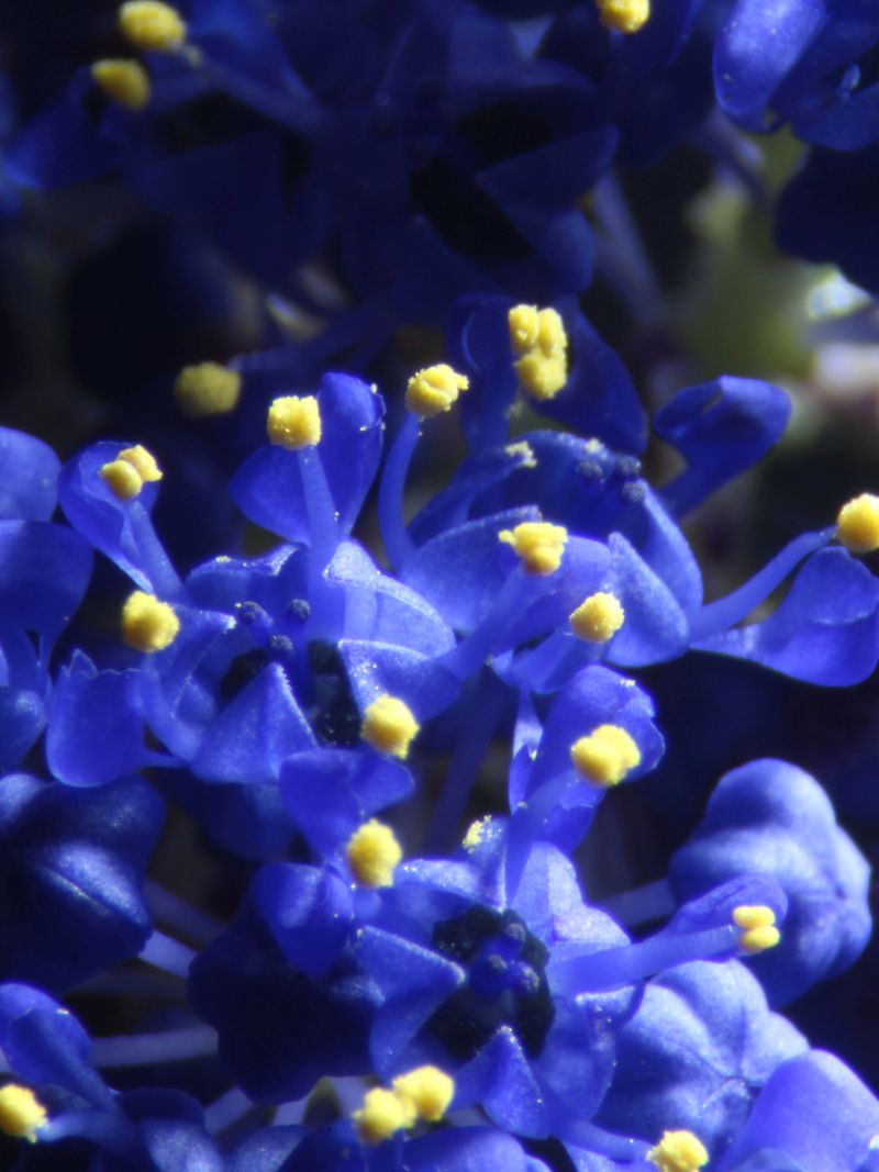 Ceanothe Concha-Lilas de Californie #63038