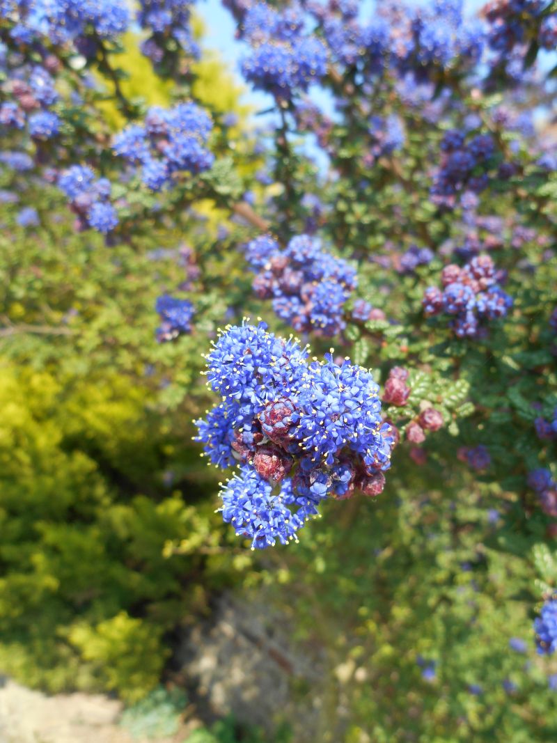 Ceanothe Concha-Lilas de Californie #63033