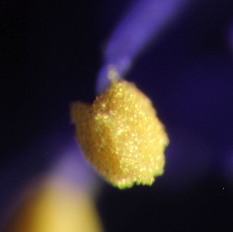 Ceanothe Concha-Lilas de Californie #63037