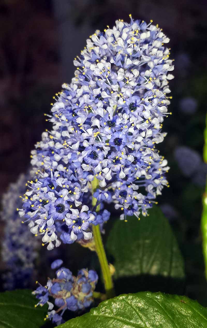 Ceanothus arboreus #49523