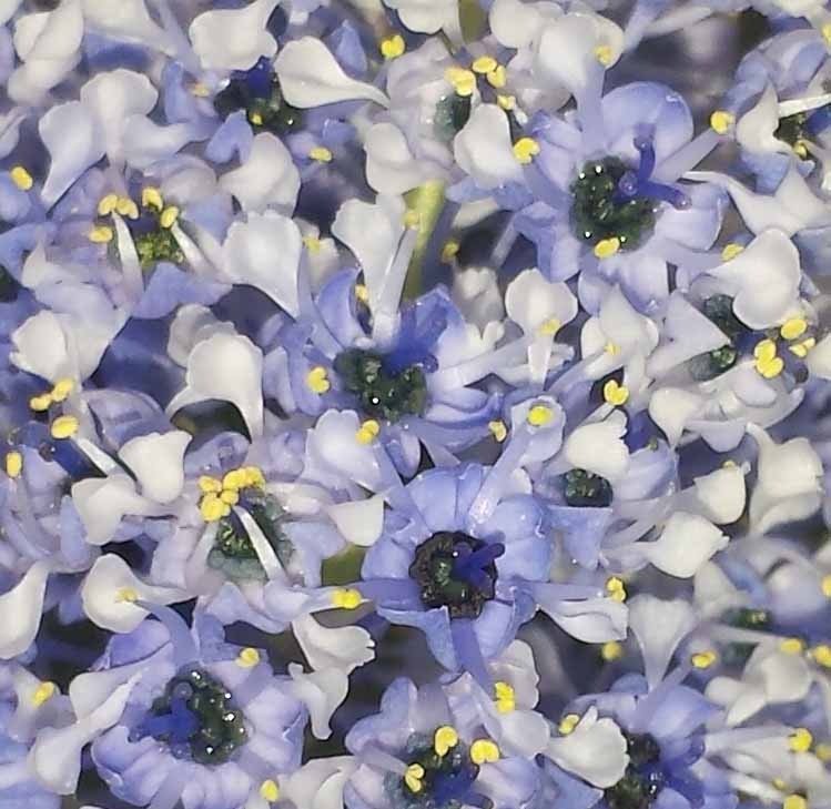 Ceanothus arboreus #49524