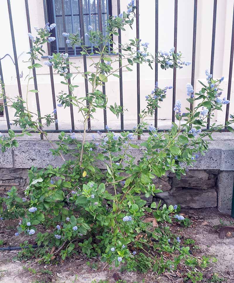 Ceanothus arboreus #49520