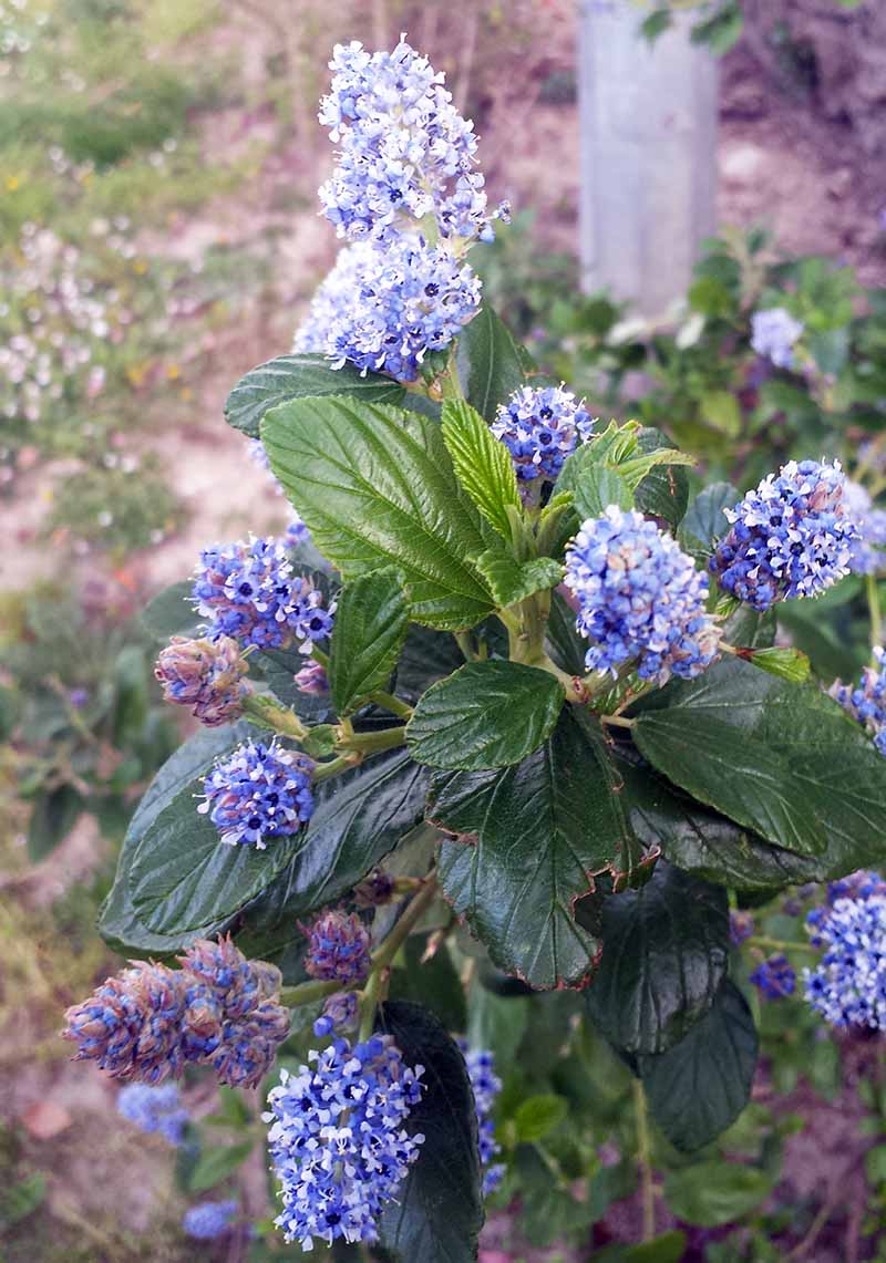Ceanothus arboreus #49522