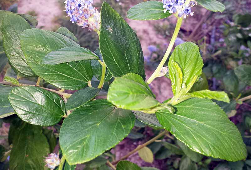 Ceanothus arboreus #49521