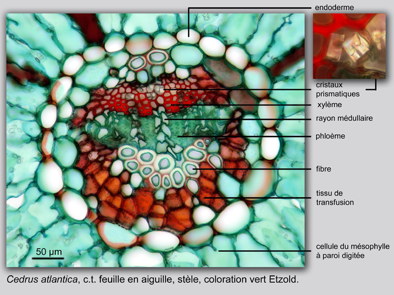 Cedrus atlantica, histologie. #19753