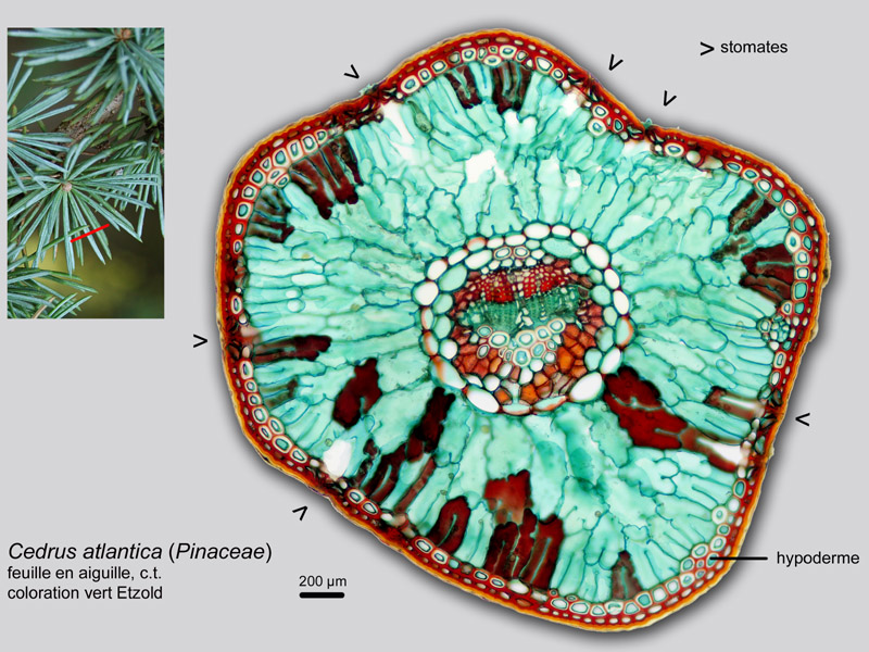 Cedrus atlantica, histologie. #19752
